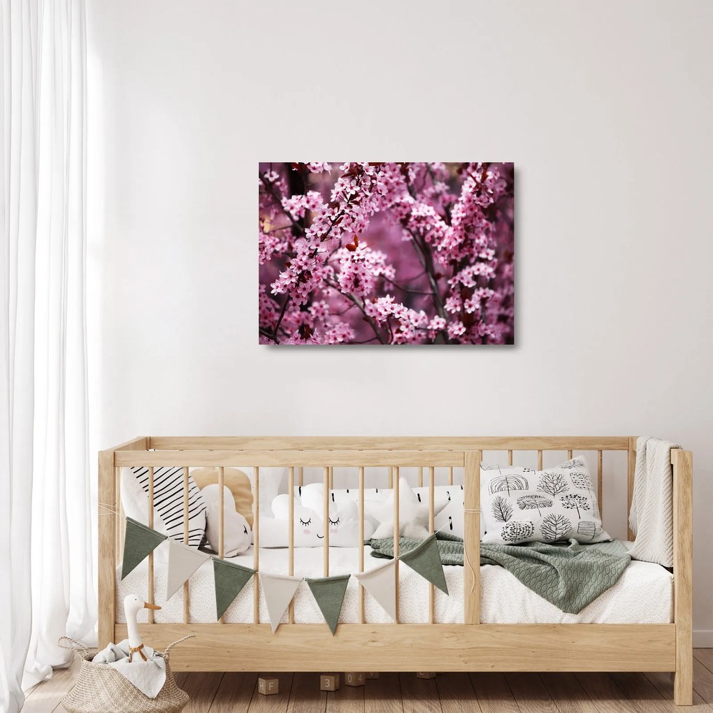 Sklenený obraz - Ružová sakura (70x50 cm)