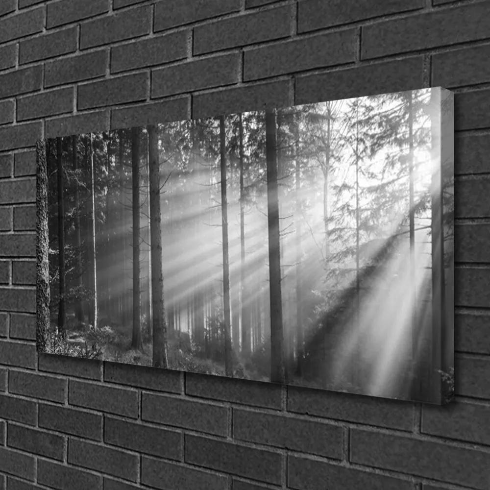 Obraz Canvas Les príroda lúče slnka 120x60 cm