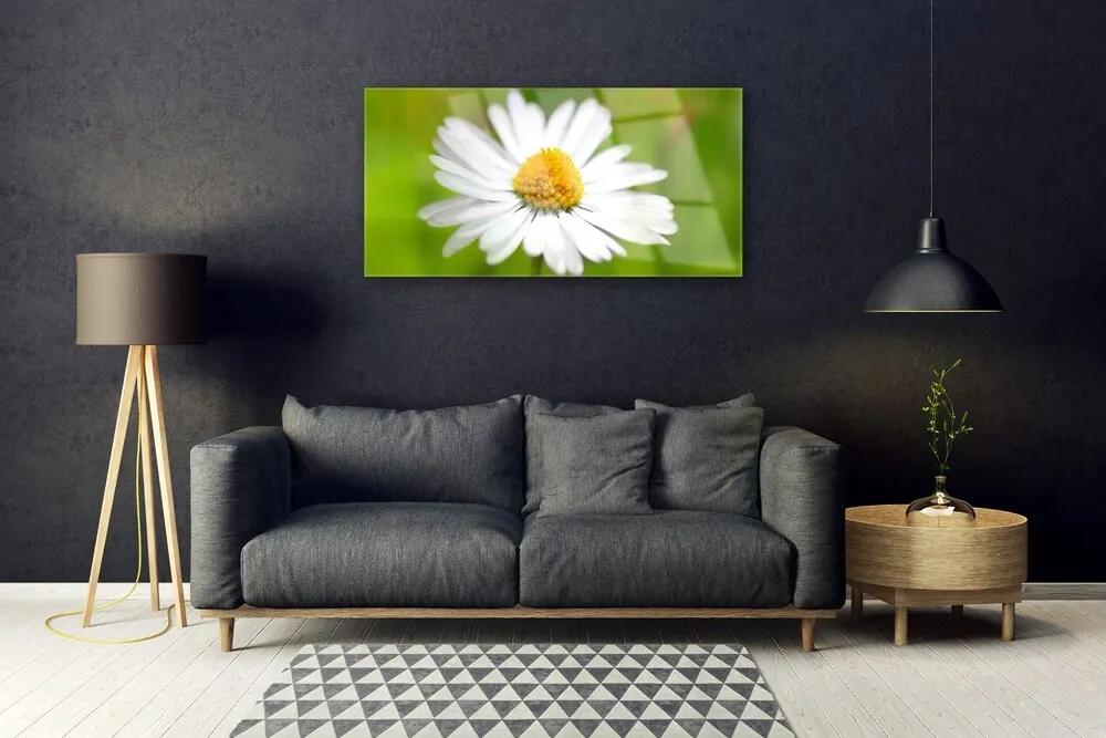 Skleneny obraz Sedmokráska rastlina príroda 100x50 cm