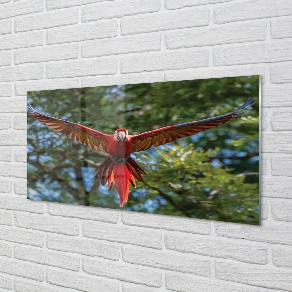 Sklenený obraz ara papagáj 120x60 cm