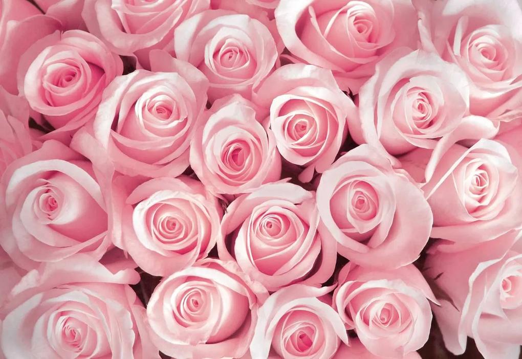 Fototapeta - Ružové ruže (254x184 cm)