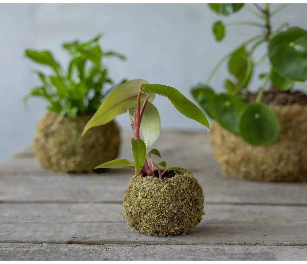 Kvetináč ø 9 cm Kokedama – Esschert Design
