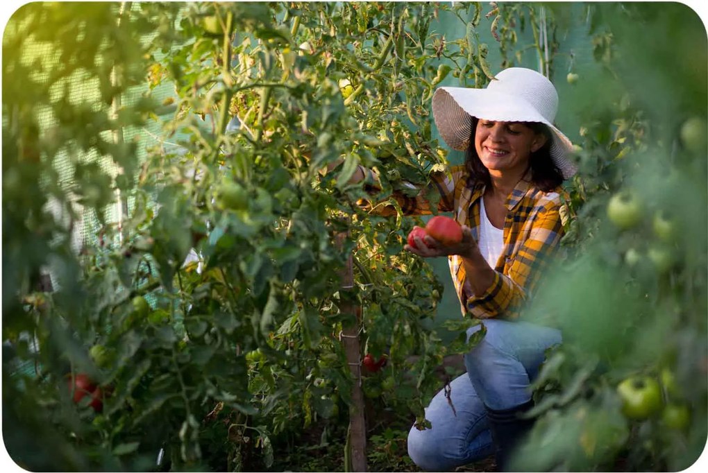 Záhradný fóliový tunel Plonos 3 x 2 m (6 m²) 4910-B