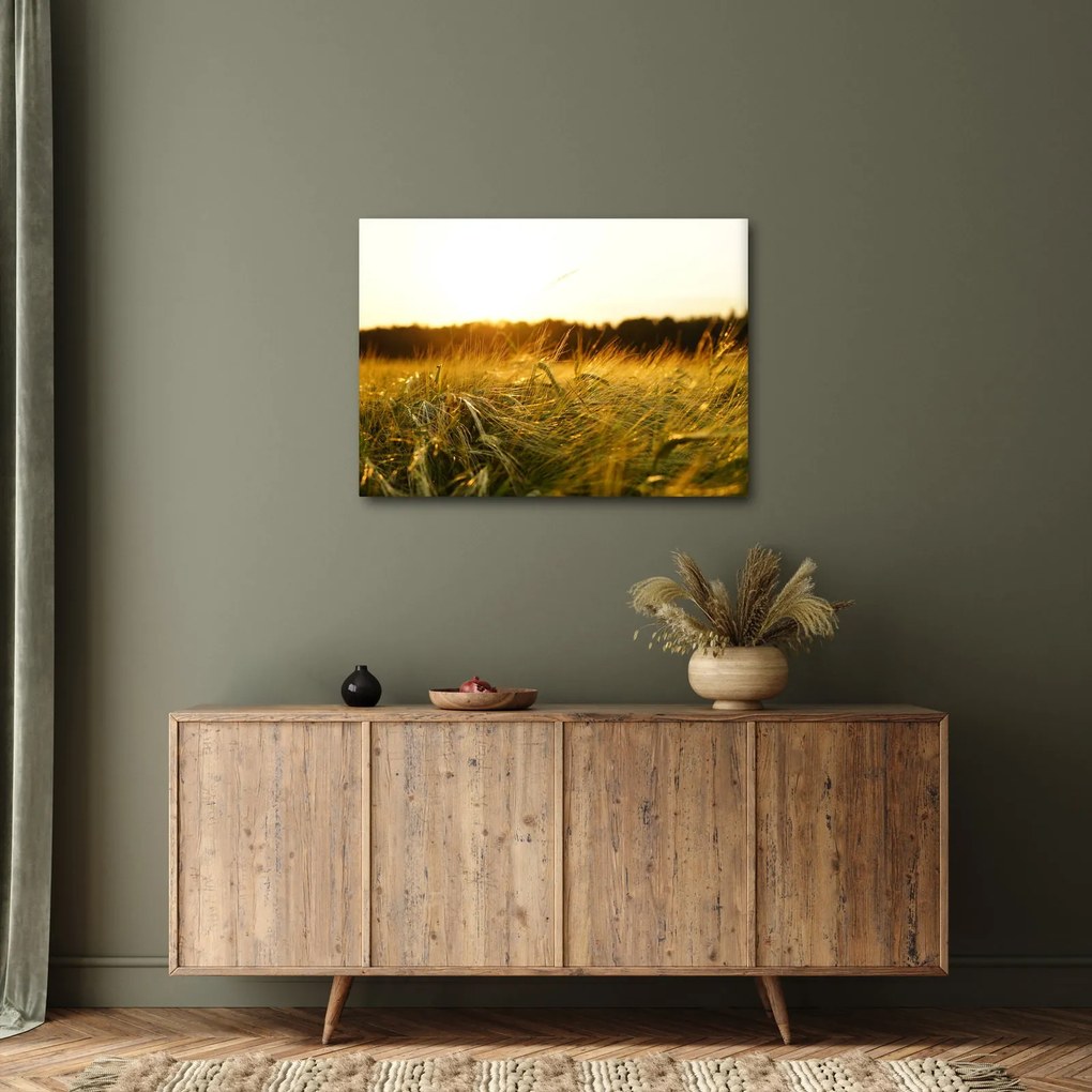 Obraz orosenej trávy (70x50 cm)