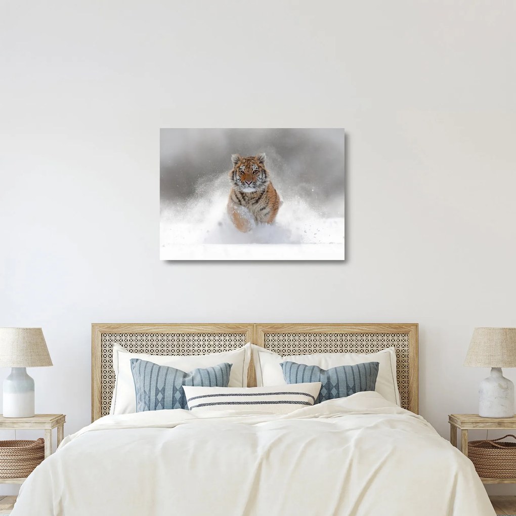 Sklenený obraz bežiaceho tigra v snehu (70x50 cm)