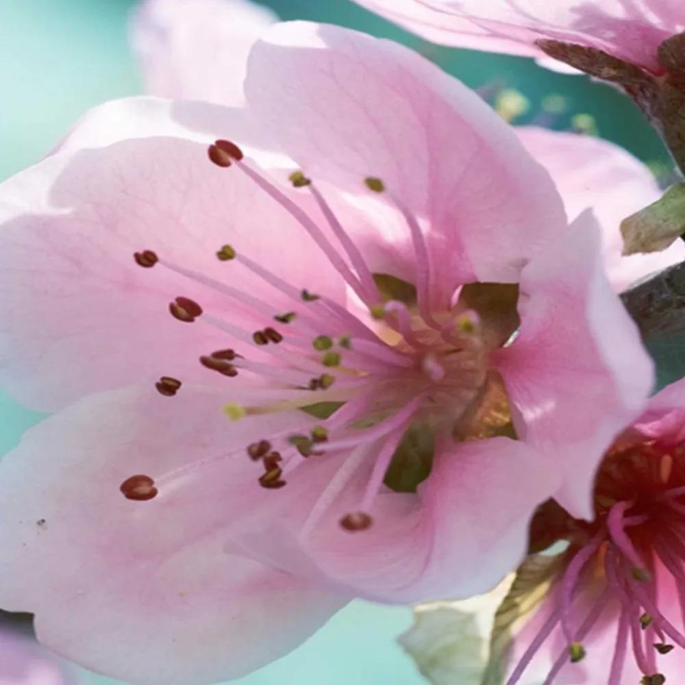 Ozdobný paraván Růžový květ jabloně - 145x170 cm, štvordielny, obojstranný paraván 360°