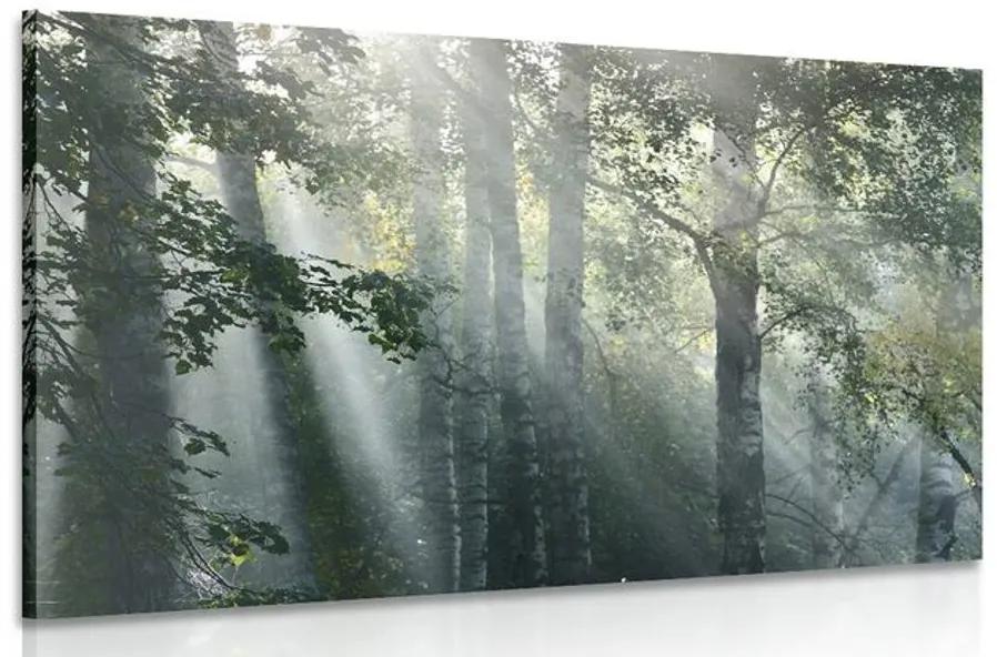 Obraz slnečné lúče v hmlistom lese Varianta: 90x60