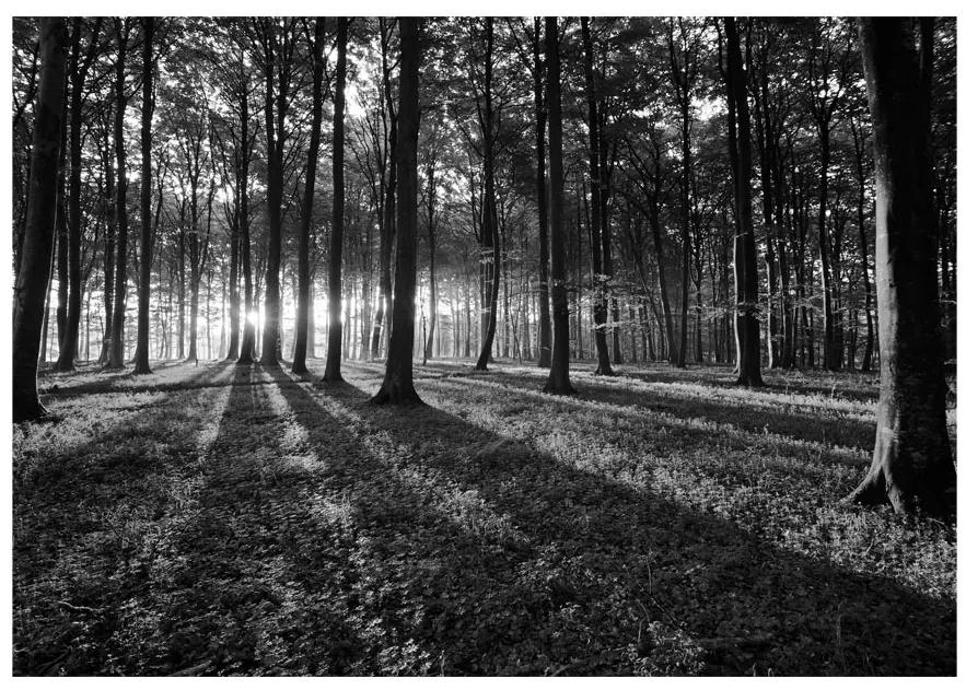 Artgeist Fototapeta - The Light in the Forest Veľkosť: 100x70, Verzia: Premium