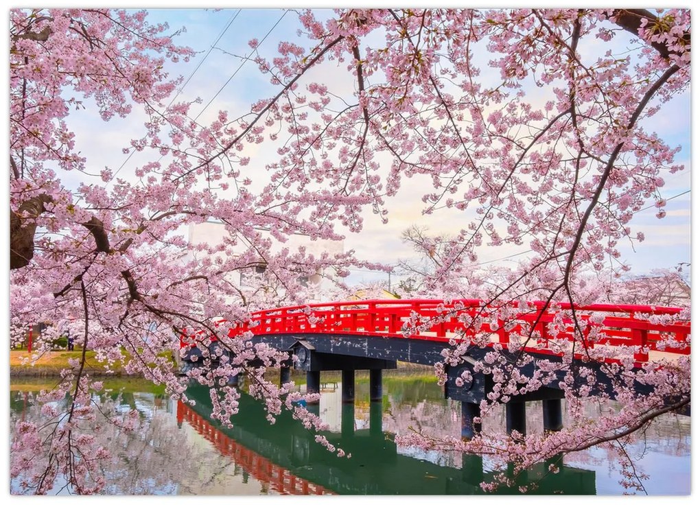 Sklenený obraz - Hirosaki, Japonsko (70x50 cm)