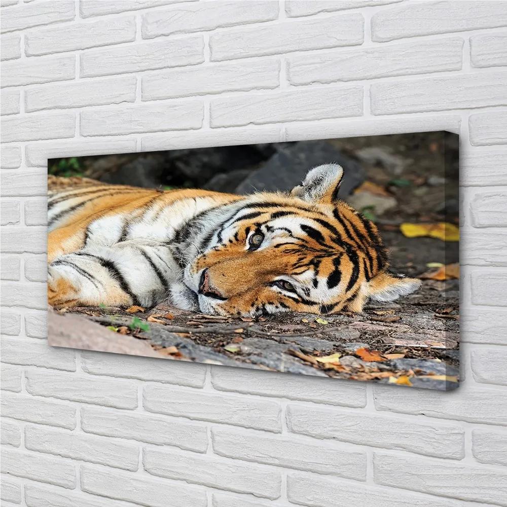Obraz na plátne ležiace tiger 140x70 cm