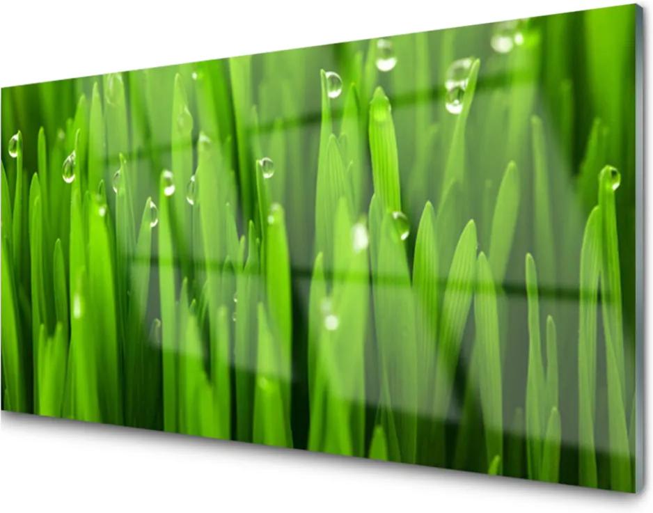Obraz na akrylátovom skle Tráva Príroda Rastlina