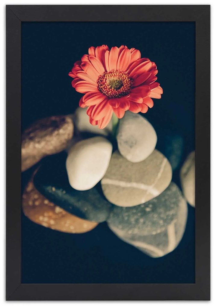 Gario Plagát Gerbera a kamene Farba rámu: Bez rámu, Rozmery: 40 x 60 cm