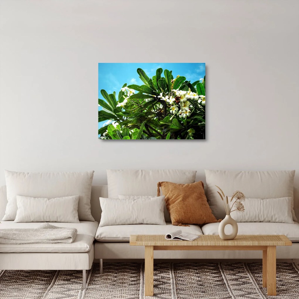 Sklenený obraz - Plumeria (70x50 cm)