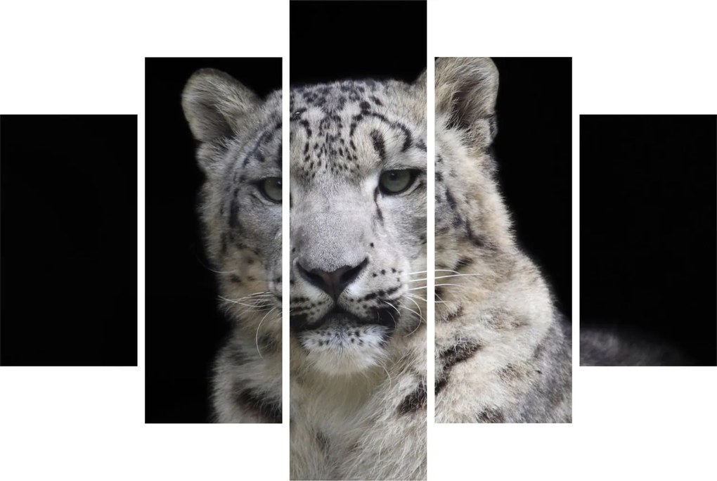 Obraz - Leopard snežný (150x105 cm)