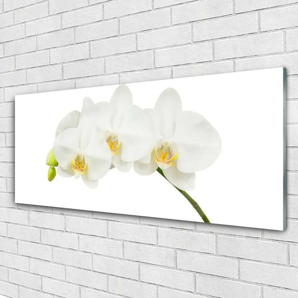 Obraz plexi Orchidea výhonky kvety príroda 125x50 cm