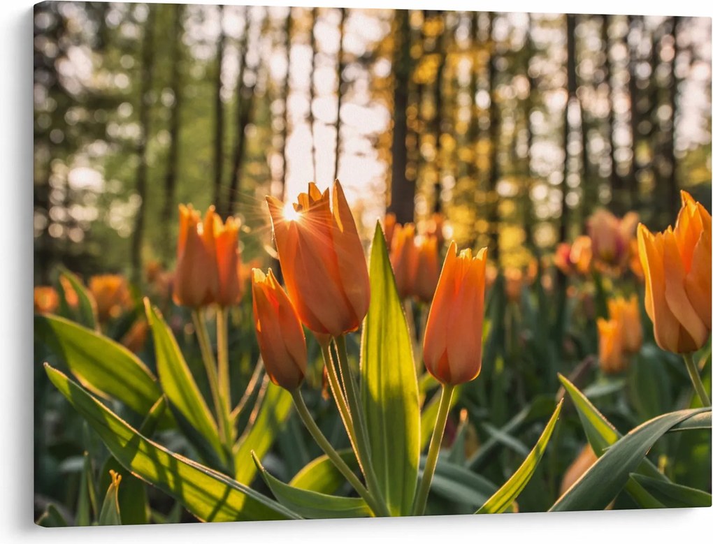 Obraz - kvety tulipánov (70x50 cm)