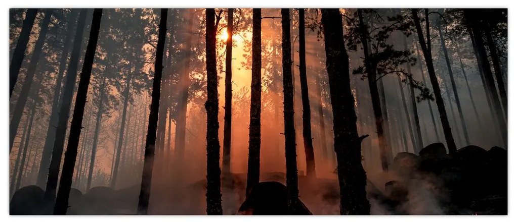 Obraz temného lesa (120x50 cm)