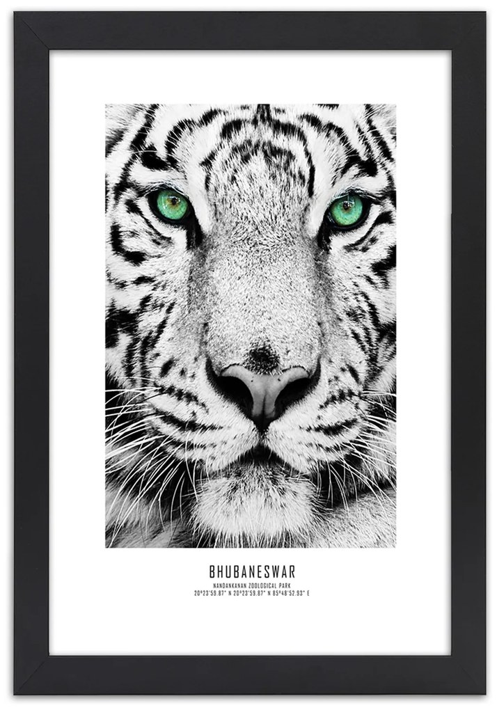 Gario Plagát Biely tiger Farba rámu: Bez rámu, Rozmery: 40 x 60 cm