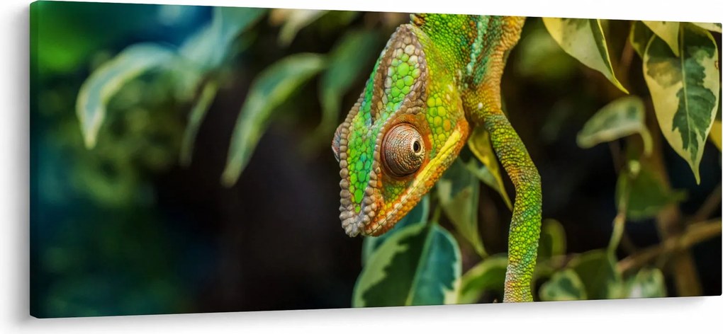 Obraz chameleóna (120x50 cm)