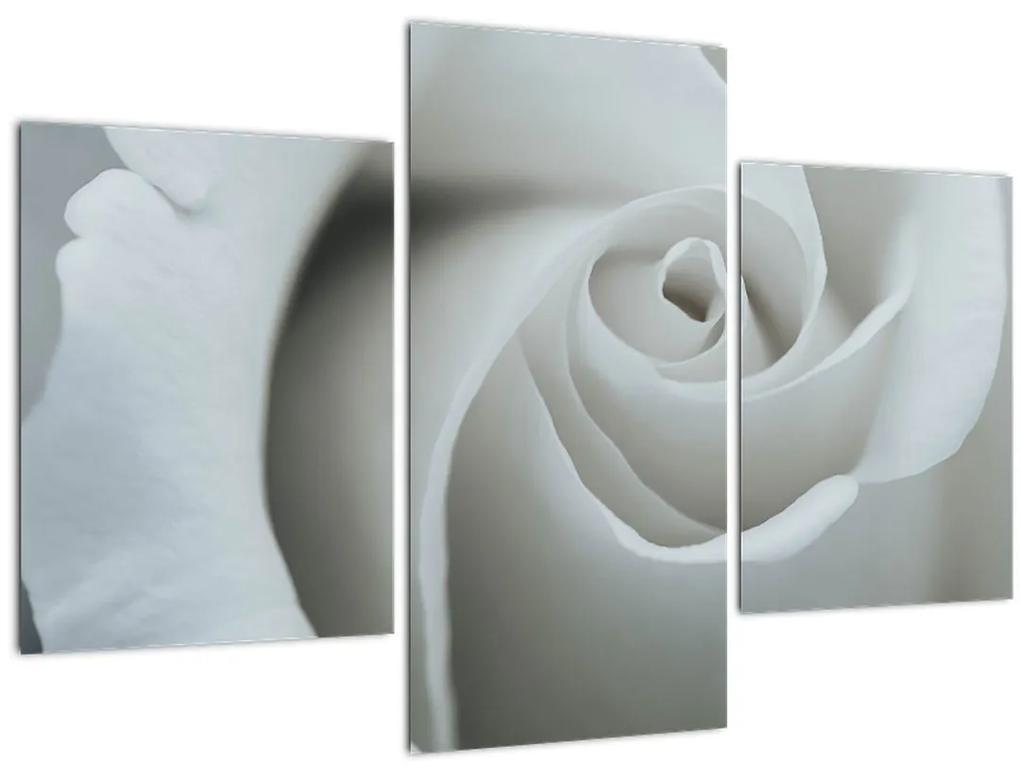 Obraz - Biela ruža (90x60 cm)