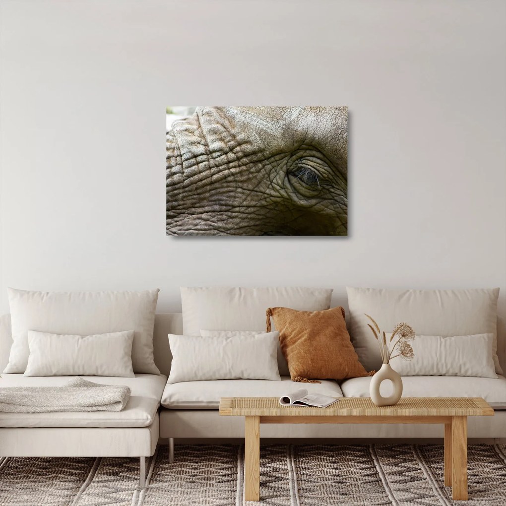 Sklenený obraz - Detailné fotografie starého slonieho oka (70x50 cm)
