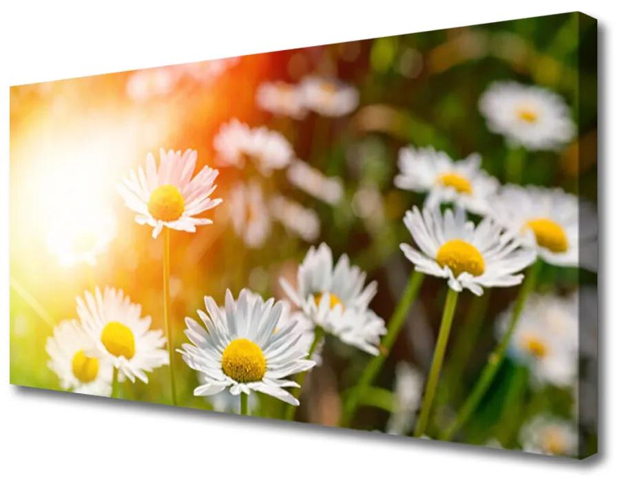 Obraz Canvas Sedmokrásky kvety lúče 140x70 cm