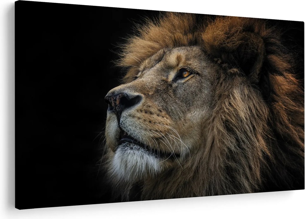 Obraz - Majestátny lev (90x60 cm)