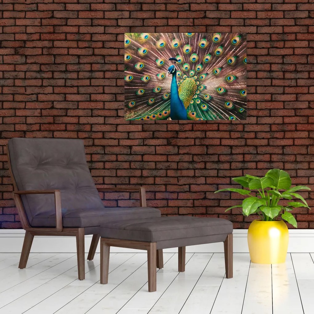 Obraz - Páv (70x50 cm)