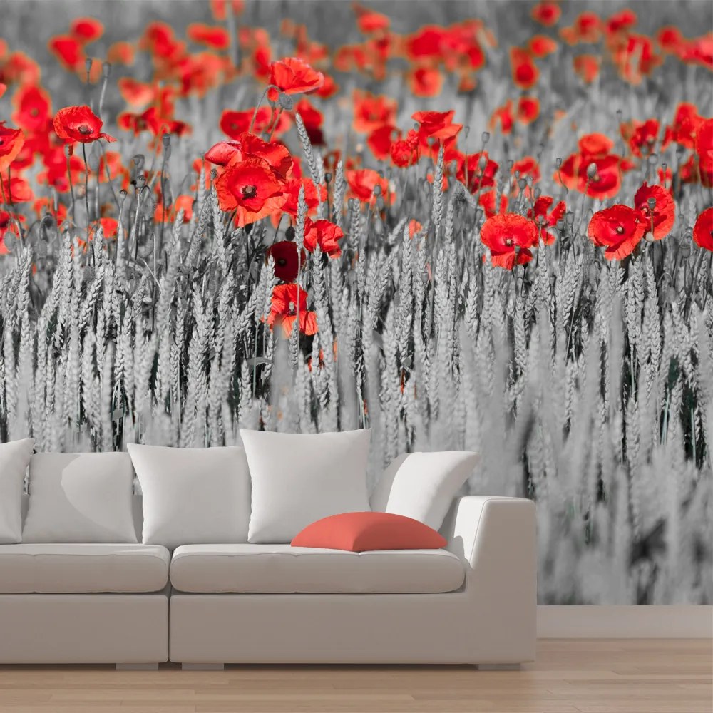 Fototapeta Bimago - Red poppies on black and white background + lepidlo zadarmo 200x154 cm