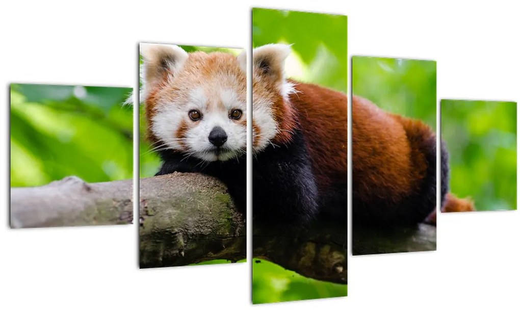 Obraz pandy červenej (125x70 cm), 40 ďalších rozmerov