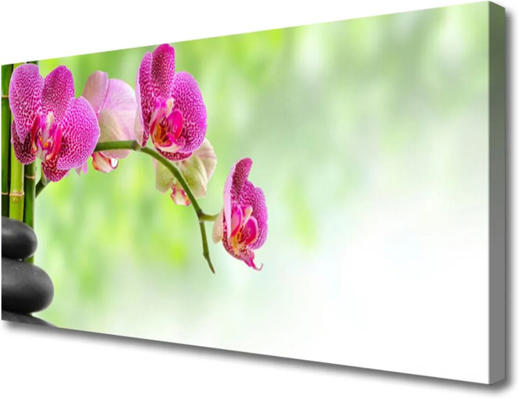 Obraz na plátně Kvet Kamene Rastlina