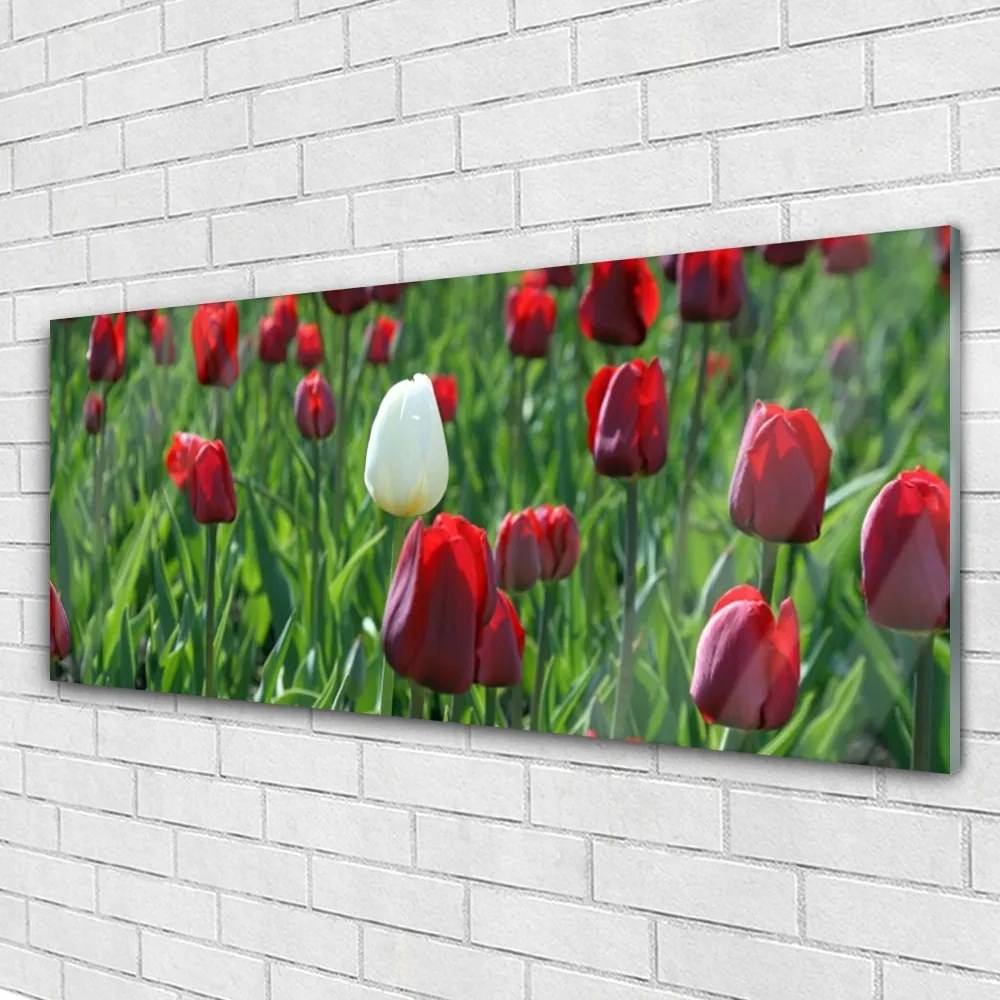 Obraz plexi Tulipány kvety príroda 125x50 cm