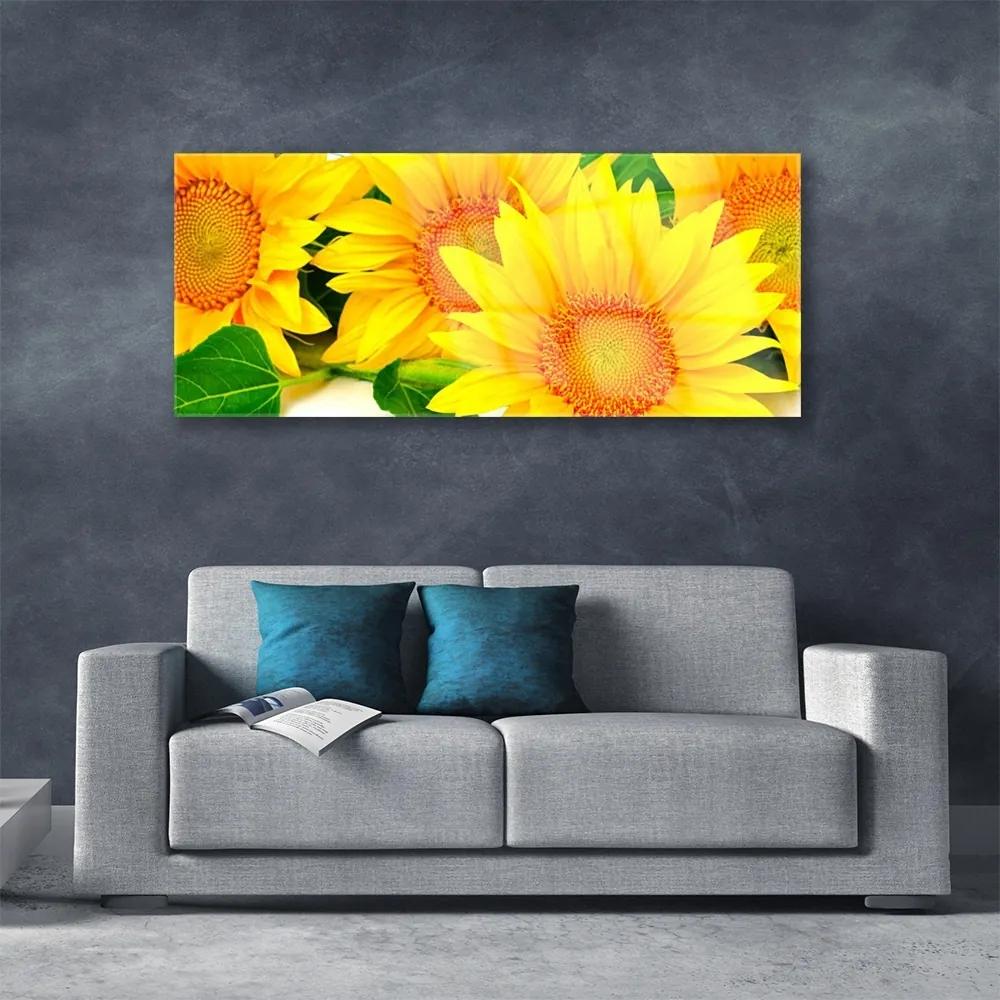 Obraz plexi Slnečnica kvet príroda 125x50 cm