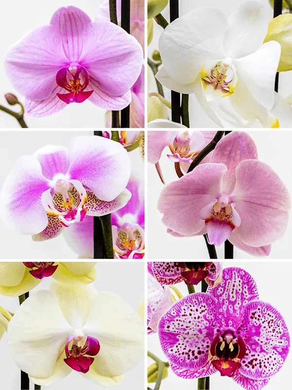 Phalaenopsis orchidea mix farieb 2 stonky 12x70 cm