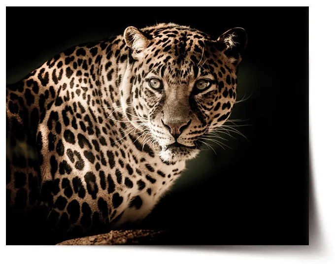 Sablio Plagát Leopard - 90x60 cm