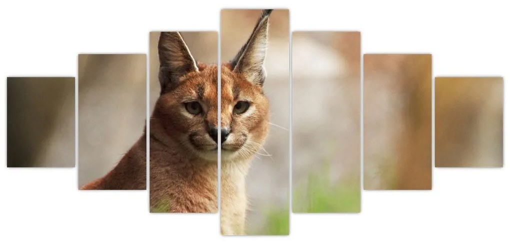 Rys ostrovid - obraz