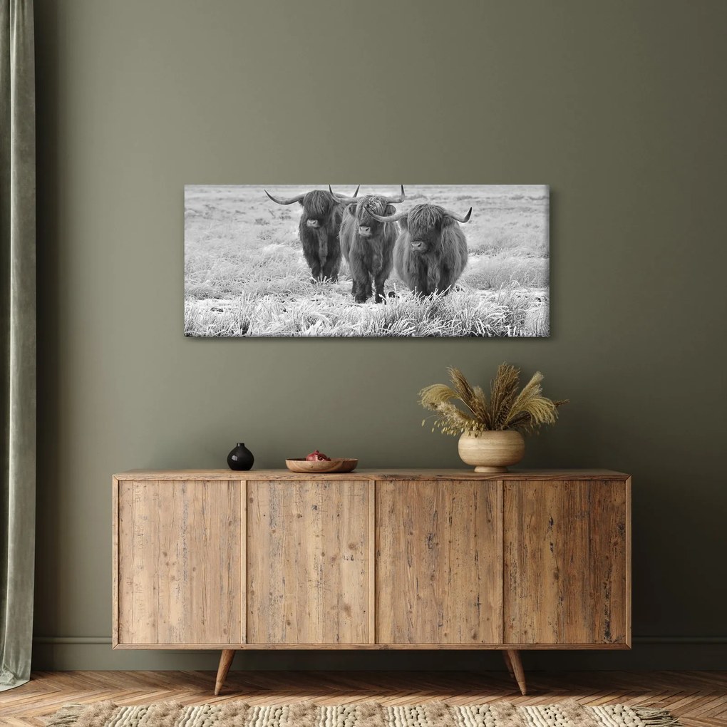 Obraz - Škótske kravy, čiernobiela (120x50 cm)