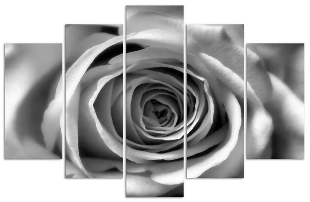 Obraz na plátně pětidílný Květ růže Černá a bílá - 200x100 cm