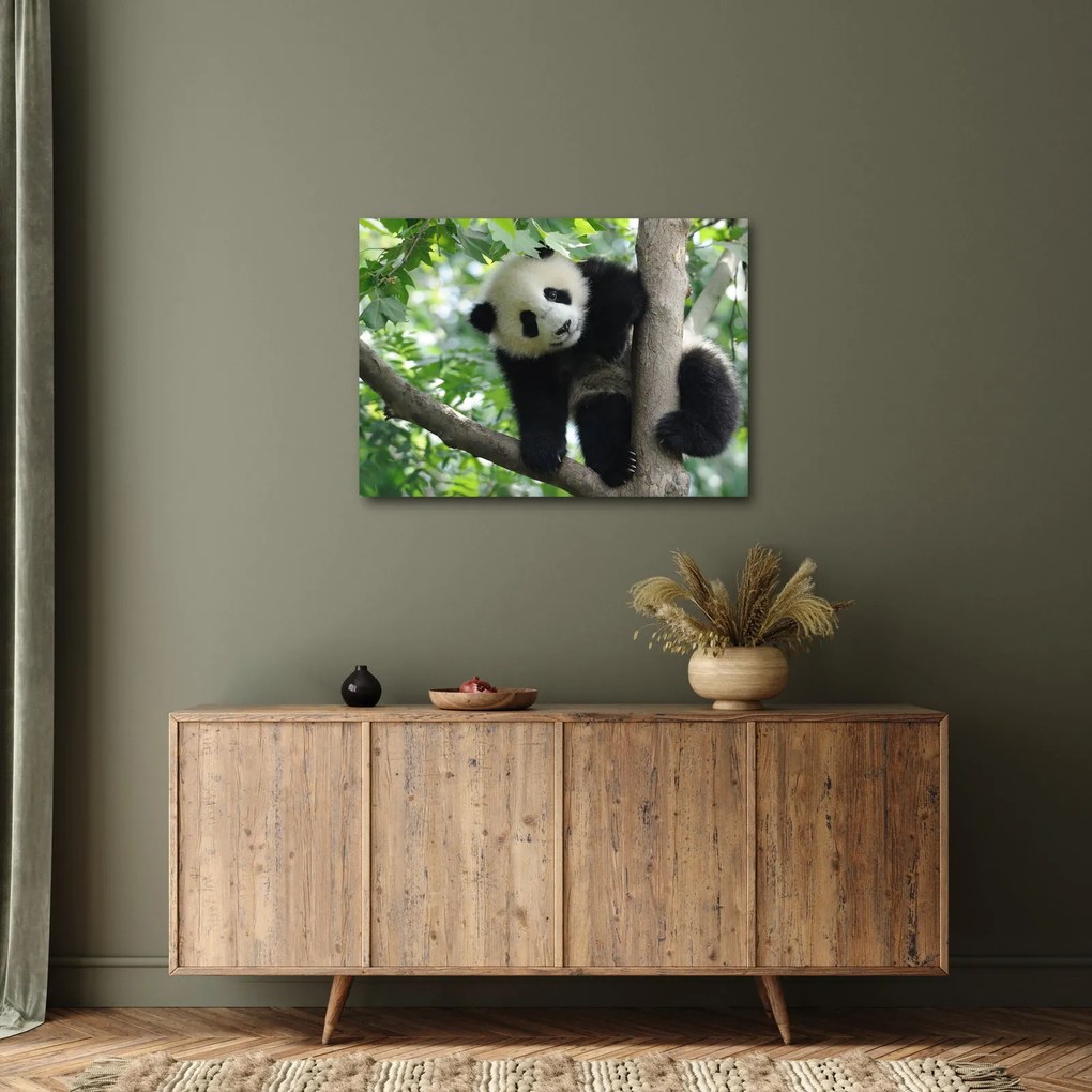 Obraz - Panda na strome (70x50 cm)