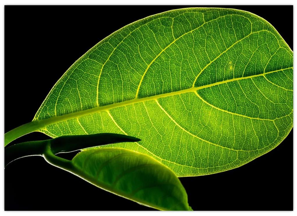 Obraz - zelený list (70x50 cm)