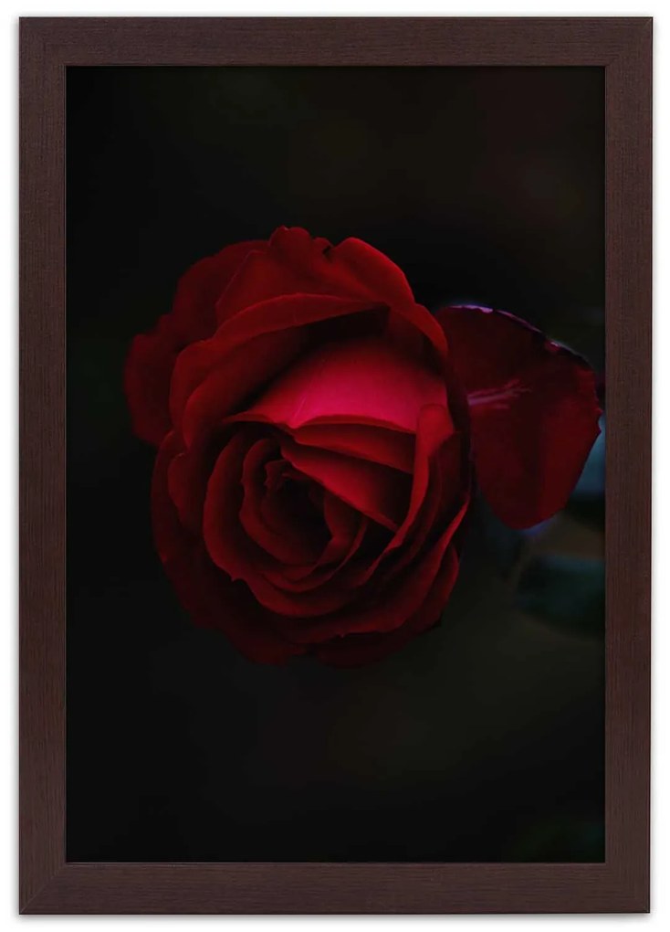 Gario Plagát Červená ruža v noci Farba rámu: Bez rámu, Rozmery: 30 x 45 cm