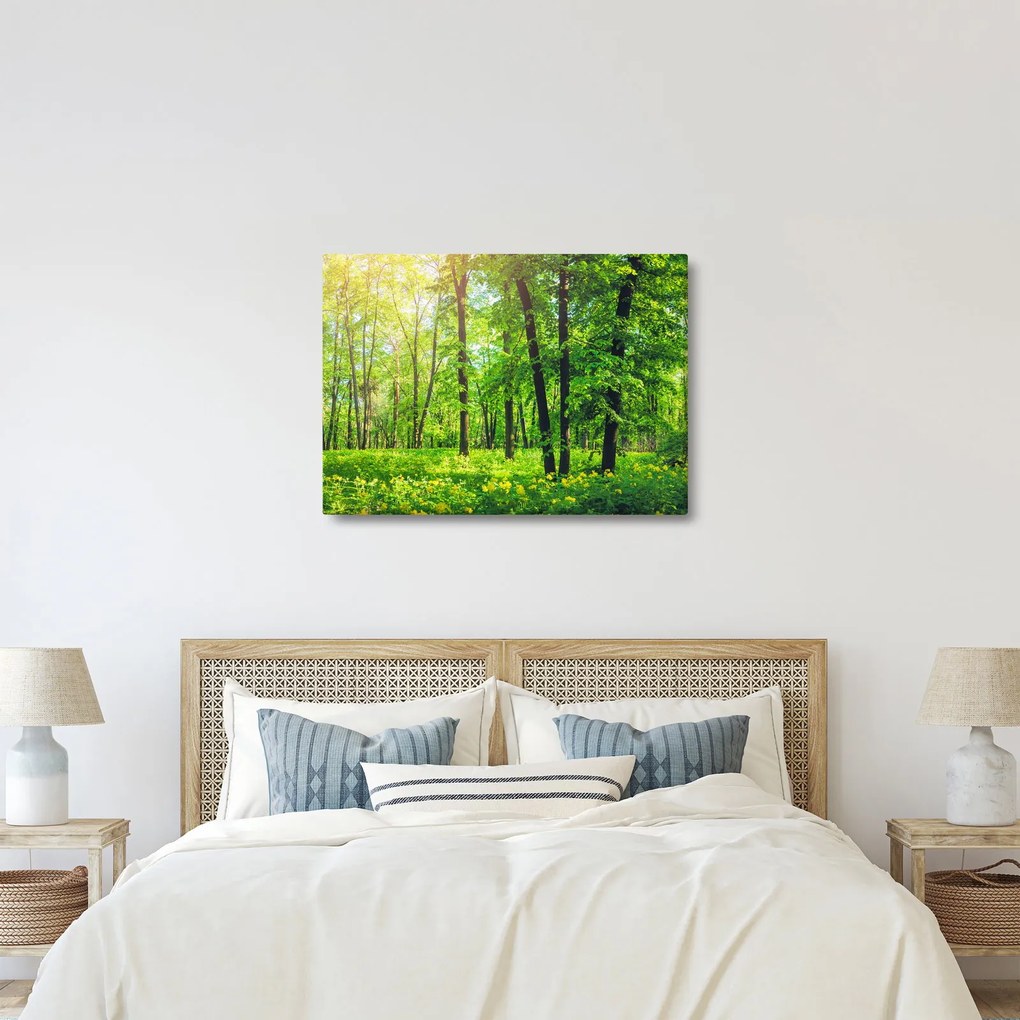 Obraz - Jarný listnatý les (70x50 cm)