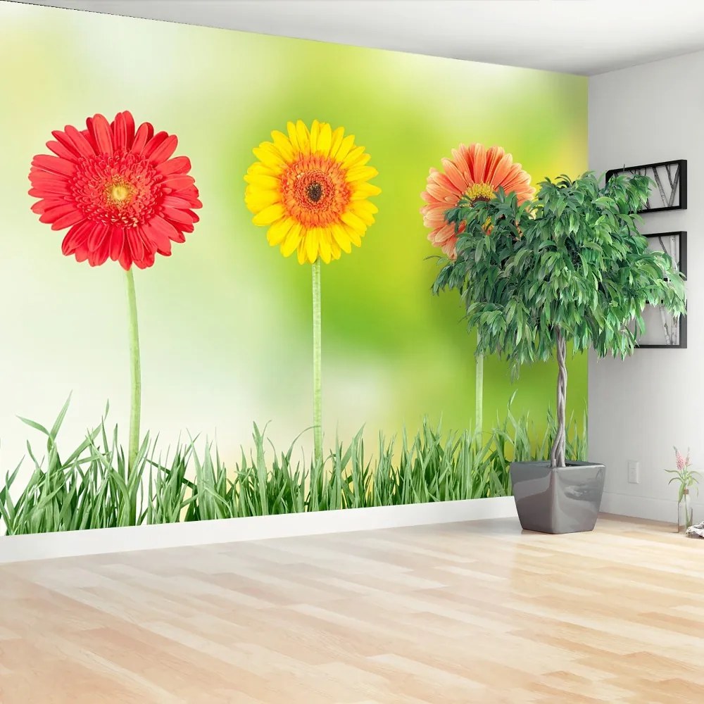 Fototapeta Vliesová Gerbera 250x104 cm