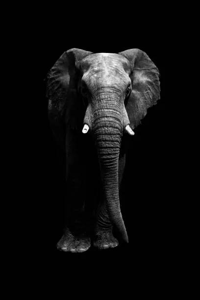Umelecká fotografie Isolated elephant standing looking at camera, Aida Servi, (26.7 x 40 cm)