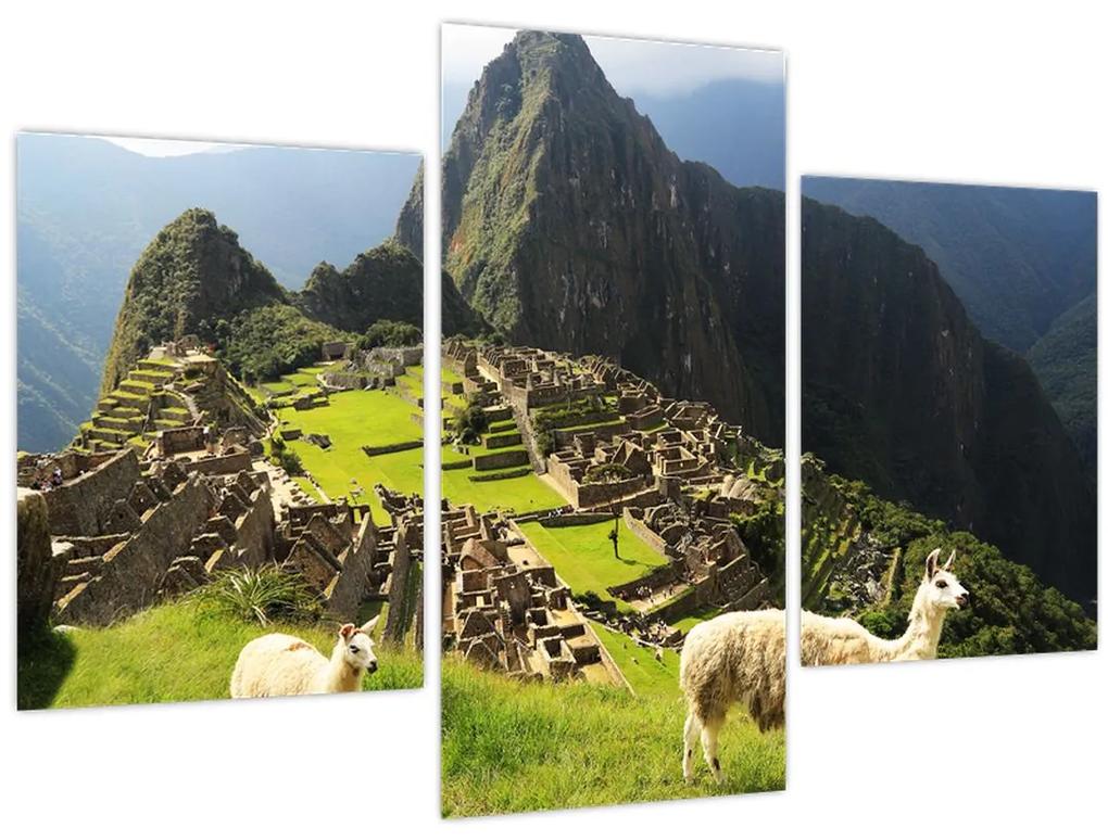 Obraz - Lamy v Machu Picchu (90x60 cm)