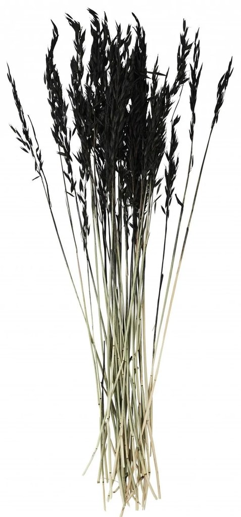 MADAM STOLTZ Dekoratívne sušené kvety Black 85 cm