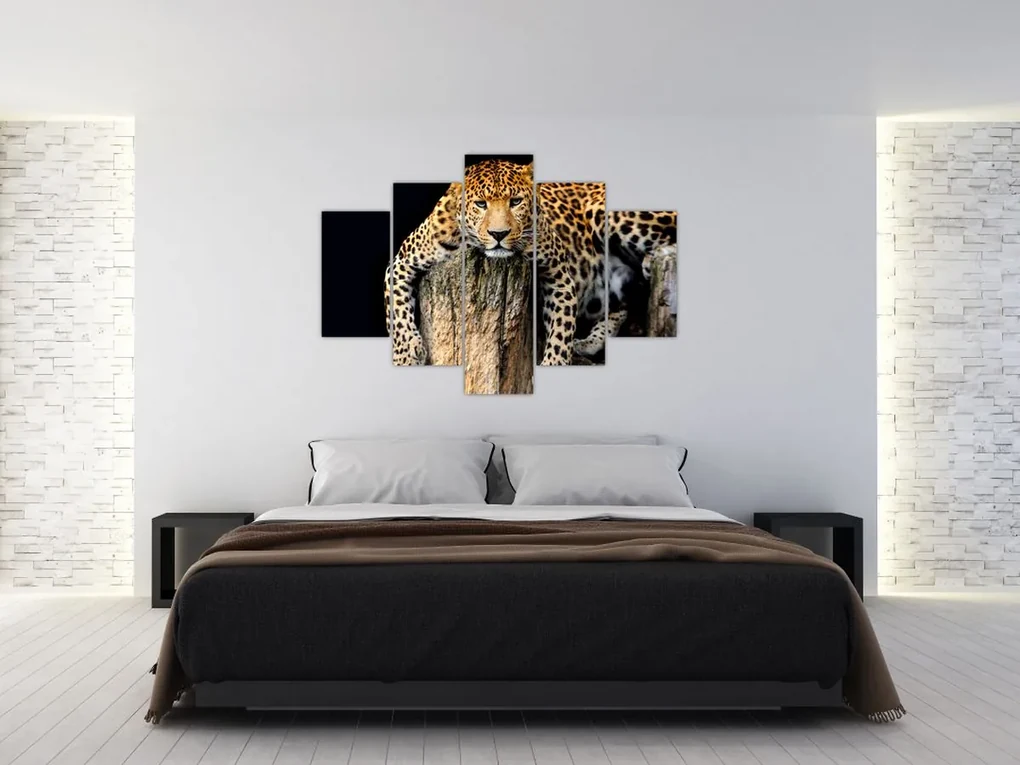 Obraz - Gepard (150x105 cm)
