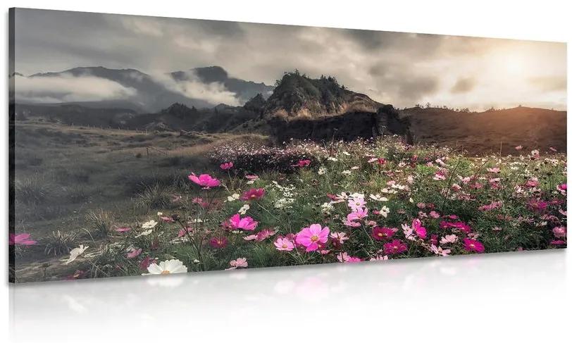 Obraz lúka kvitnúcich kvetov Varianta: 100x50