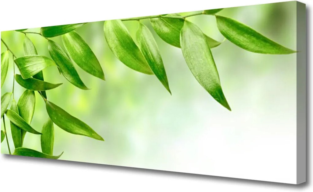 Obraz Canvas Zelené Listy Príroda