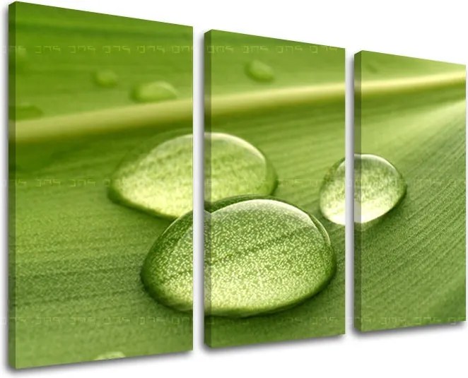 Obraz na stenu RASTLINY